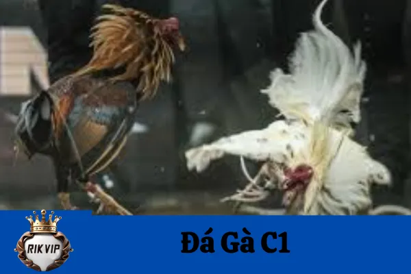 Đá Gà C1