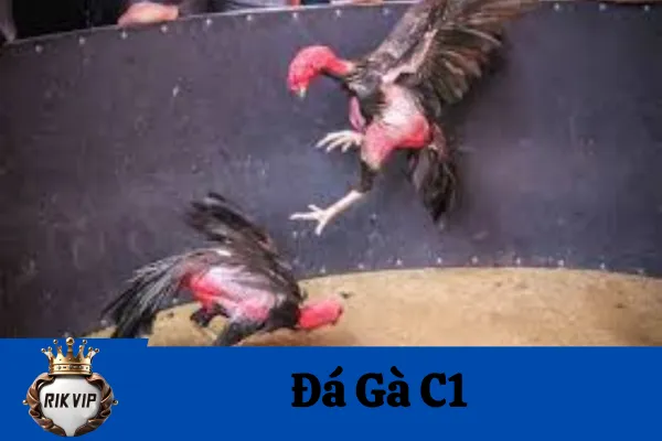 Đá Gà C1