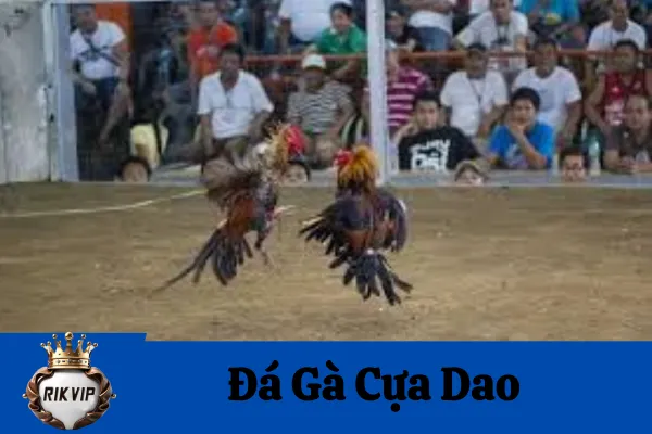 đá gà cựa dao