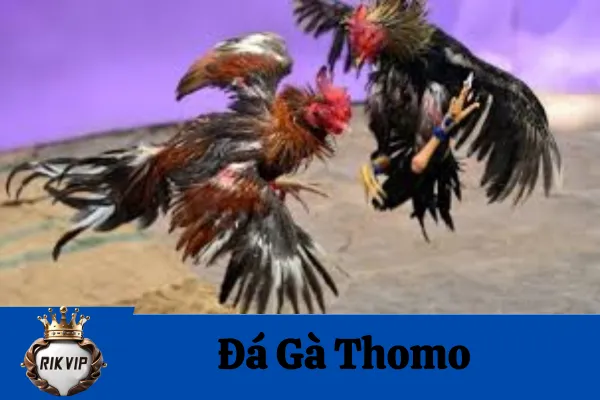 Đá Gà Thomo