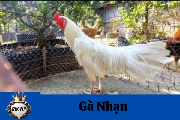 gà nhạn